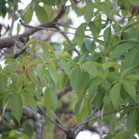 Sterculia foetida L.